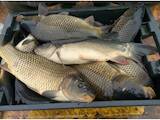 Рыбное хозяйство Рыба живая, мальки, цена 48 Грн., Фото