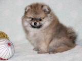 Собаки, щенята Померанський шпіц, ціна 24000 Грн., Фото