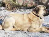Собаки, щенята Мастіно неаполетано, ціна 20000 Грн., Фото