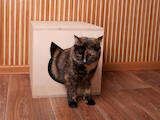 Кішки, кошенята Аксесуари, ціна 500 Грн., Фото