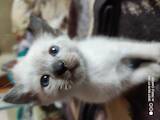 Кішки, кошенята Тайська, ціна 2500 Грн., Фото