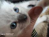 Кошки, котята Тайская, цена 2500 Грн., Фото