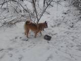 Собаки, щенки Восточно-Сибирская лайка, цена 3200 Грн., Фото