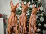 Собаки, щенки Чирнеко дель Этна, цена 22000 Грн., Фото