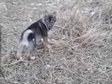 Собаки, щенята Західно-Сибірська лайка, ціна 2400 Грн., Фото
