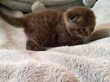 Кошки, котята Шотландская вислоухая, цена 2000 Грн., Фото