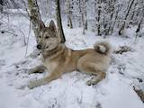Собаки, щенята Західно-Сибірська лайка, ціна 350 Грн., Фото