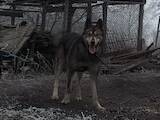 Собаки, щенки Восточно-Сибирская лайка, цена 300 Грн., Фото