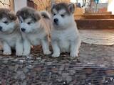 Собаки, щенки Аляскинский маламут, цена 12000 Грн., Фото