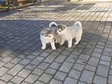 Собаки, щенки Аляскинский маламут, цена 12000 Грн., Фото