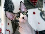 Кішки, кошенята Канадський сфінкс, ціна 7500 Грн., Фото