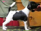 Собаки, щенята Гладкошерста фокстер'єр, ціна 3701 Грн., Фото