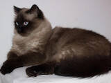 Кішки, кошенята Гімалайська, ціна 500 Грн., Фото