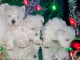 Собаки, щенки Вестхайленд уайт терьер, цена 24000 Грн., Фото