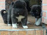 Собаки, щенята Кавказька вівчарка, ціна 5000 Грн., Фото