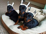 Собаки, щенки Карликовый пинчер, цена 10000 Грн., Фото
