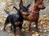 Собаки, щенки Карликовый пинчер, цена 10000 Грн., Фото