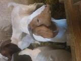 Тваринництво,  Сільгосп тварини Кози, ціна 100 Грн., Фото