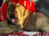 Собаки, щенята Тибетський мастиф, ціна 38000 Грн., Фото