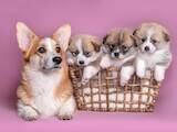 Собаки, щенки Вельш корги пемброк, цена 22000 Грн., Фото