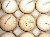 Продовольство Яйця, ціна 7 Грн., Фото
