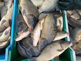 Рыбное хозяйство Рыба живая, мальки, цена 49 Грн., Фото
