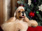 Собаки, щенята Американський коккер, ціна 10000 Грн., Фото