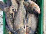 Рыбное хозяйство Рыба живая, мальки, цена 30 Грн., Фото