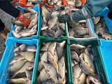 Рибне господарство Риба жива, мальки, ціна 49 Грн., Фото