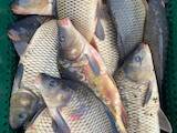Рыбное хозяйство Рыба живая, мальки, цена 49 Грн., Фото