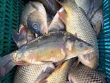 Рибне господарство Риба жива, мальки, ціна 58 Грн., Фото
