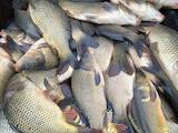 Рыбное хозяйство Рыба живая, мальки, цена 58 Грн., Фото