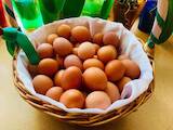 Продовольствие Яйца, цена 15 Грн., Фото