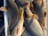 Рибне господарство Риба жива, мальки, ціна 49 Грн., Фото