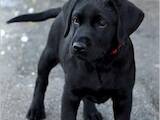 Собаки, щенята Лабрадор ретрівер, ціна 4000 Грн., Фото