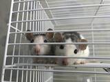 Грызуны Домашние крысы, цена 60 Грн., Фото