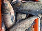 Рыбное хозяйство Рыба живая, мальки, цена 23.50 Грн., Фото