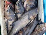 Рибне господарство Риба жива, мальки, ціна 23.50 Грн., Фото