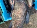 Рибне господарство Риба жива, мальки, ціна 23.50 Грн., Фото