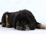 Собаки, щенки Тибетский мастиф, цена 17500 Грн., Фото