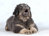 Собаки, щенки Тибетский мастиф, цена 17500 Грн., Фото