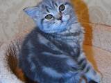 Кошки, котята Шотландская короткошерстная, цена 2000 Грн., Фото