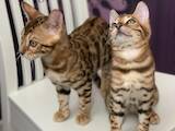 Кошки, котята Бенгальская, цена 12000 Грн., Фото