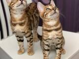 Кішки, кошенята Бенгальськая, ціна 12000 Грн., Фото