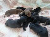 Собаки, щенки Доберман, цена 4000 Грн., Фото