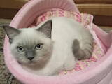 Кошки, котята Шотландская вислоухая, цена 3000 Грн., Фото