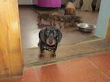 Собаки, щенята Гладкошерста такса, ціна 1200 Грн., Фото