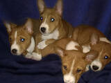 Собаки, щенки Басенджи, цена 25000 Грн., Фото