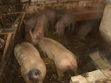 Животноводство,  Сельхоз животные Свиньи, цена 42 Грн., Фото
