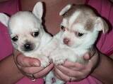 Собаки, щенки Чихуа-хуа, цена 4700 Грн., Фото